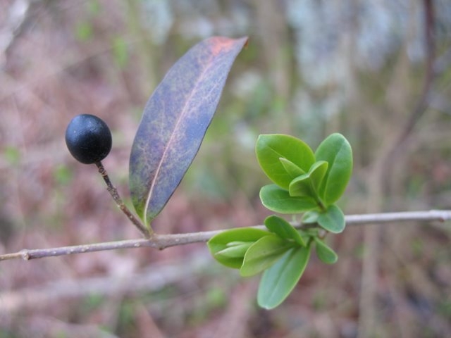Baie et feuilles de Troëne